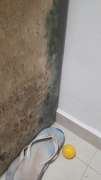 Mold Removal Expert