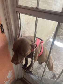 Dog Hotel