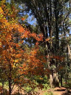 Tree Trimmer - Home Improvements