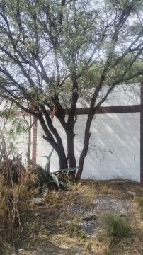 Empresa de limpieza de terrenos - Hogar
