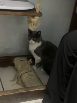 Hotel for Cats