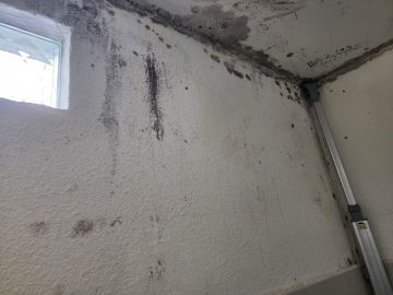 Mold Inspection and Removal