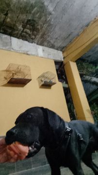 Dog Hotel