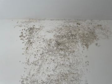Mold Removal Expert - Domestic Services