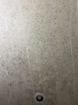 Mold Removal Expert