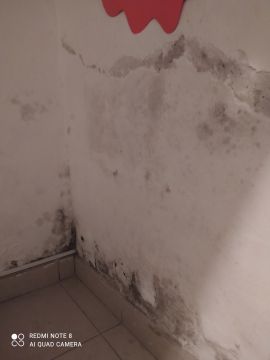 Inspección y eliminación de moho - Limpieza