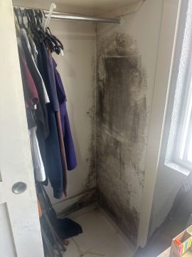 Mold Removal Expert