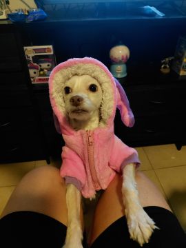 Hospedaje de perros