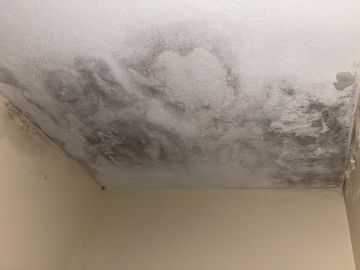 Mold Inspection and Removal