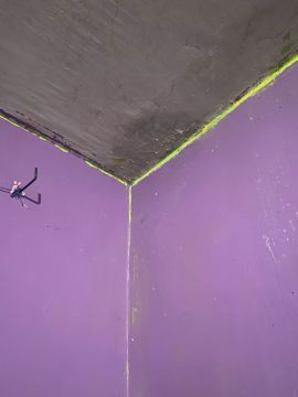 Experto en eliminación de moho