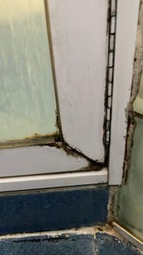 Mold Removal Expert