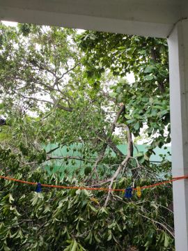 Tree Trimming and Maintenance