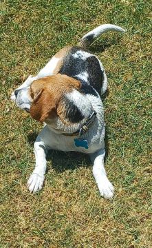 Hospedaje de perros