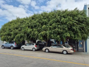 Poda y mantenimiento de árboles
