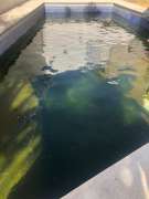Swimming Pool Cleaning or Maintenance