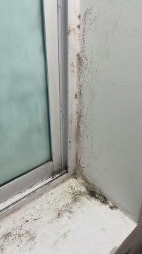 Mold Removal Expert