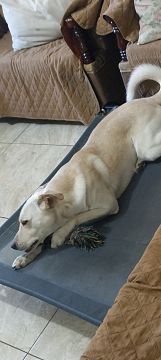 Guardería para perros