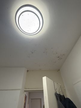 Inspección y eliminación de moho