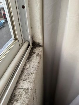 Mold Inspection and Removal
