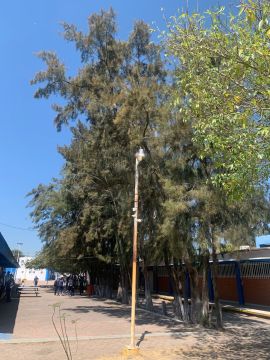 Poda y mantenimiento de árboles