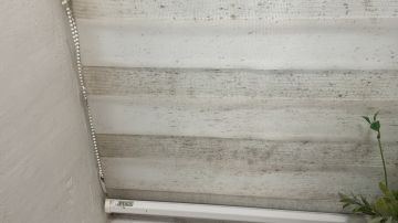 Mold Removal Expert - Domestic Services