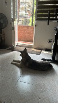 Instalador de puertas para mascotas