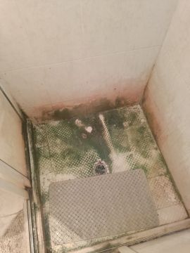 Mold Removal Expert