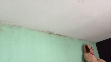 Experto en eliminación de moho