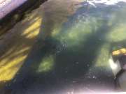 Pool Cleaner - Home Improvements