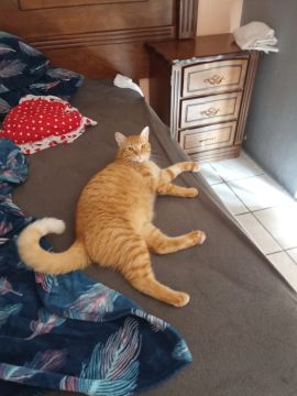 Pet Boarding and Daycare