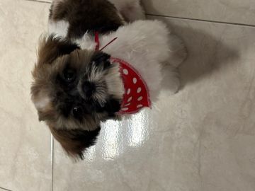 Hospedaje de perros