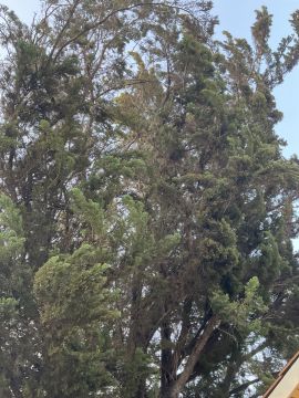 Tree Trimmer
