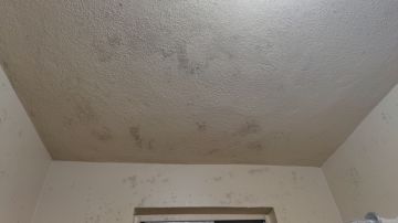 Inspección y eliminación de moho - Limpieza