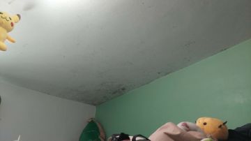 Mold Removal Expert