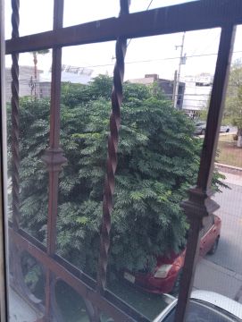 Poda y mantenimiento de árboles