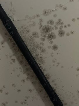Mold Removal Expert