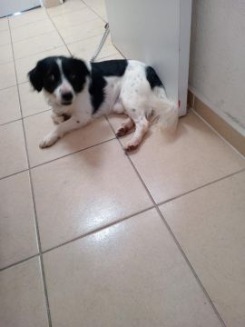 Hospedaje de perros
