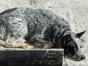 Guardería para perros