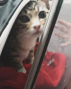 Hotel for Cats