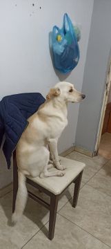 Guardería para perros