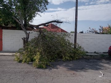 Tree Trimmer - Home Improvements