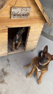 Dog Daycare