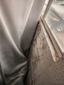 Mold Removal Expert - Domestic Services