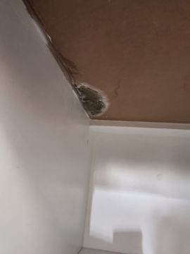 Mold Removal Expert