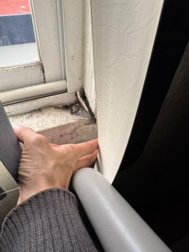 Mold Removal Expert