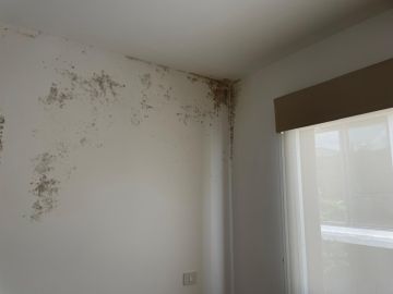 Mold Removal Expert