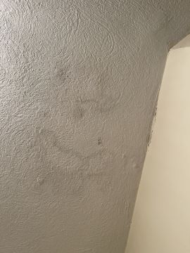 Mold Removal Expert