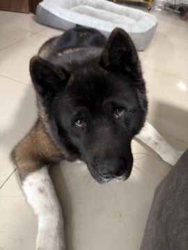 Guardería para perros