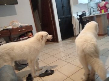 Guardería para perros