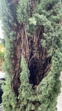 Poda y mantenimiento de árboles - V. A.